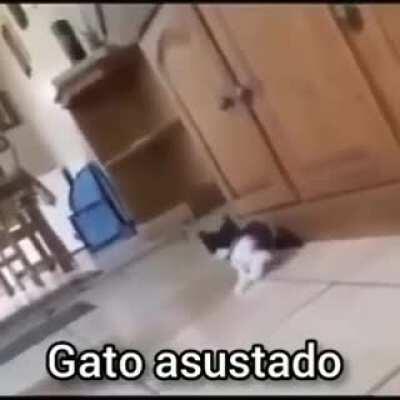 Gato asustado