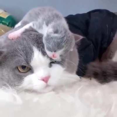 Parenthood in a nutshell