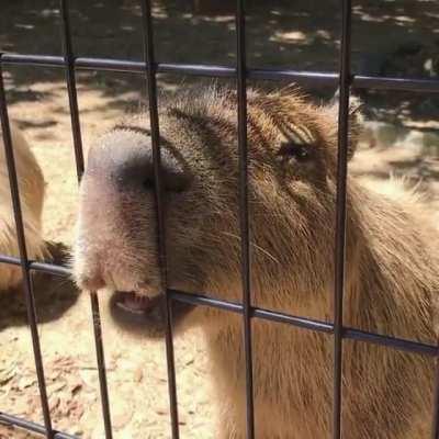 Day 95 of posting capybara videos to r/forsen