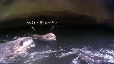 Baby beaver sneaks out behind parents' backs to go for a swim