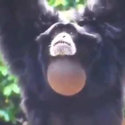 siamang monke screams