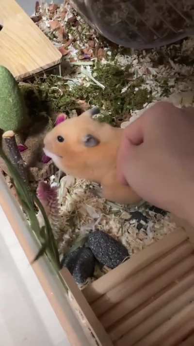 Hamster
