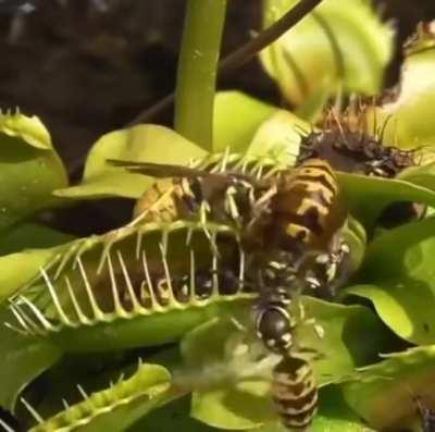 A wasp captured by Venus fly trap