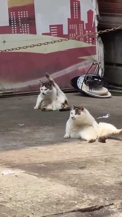 cats being cats