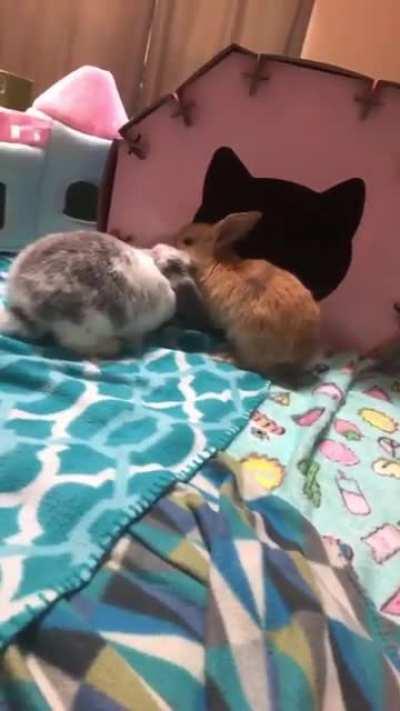 Ollie has two new friends 💖🐰🐰🐰 Poppie and Pennie