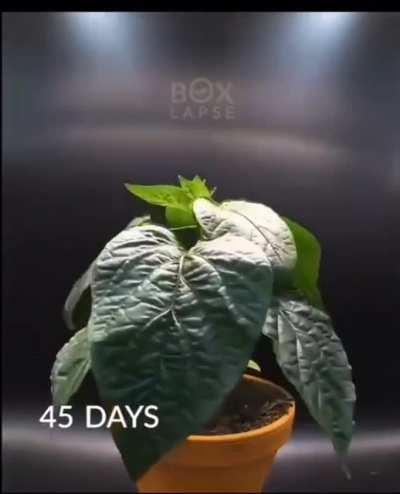 The process of a pepper seed to a pepper plant.