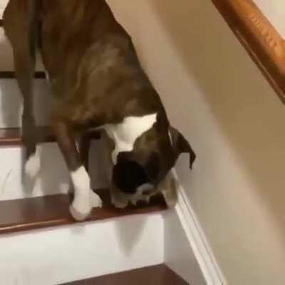 Doggo protects his blind, little brother down some stairs