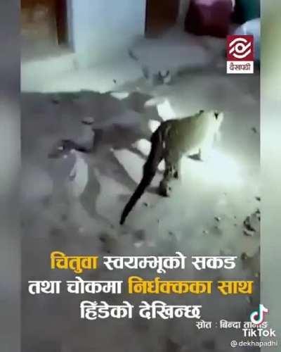 A leopard just casually hiking through swoyambhu region, KTM. Your move, Chitwan.