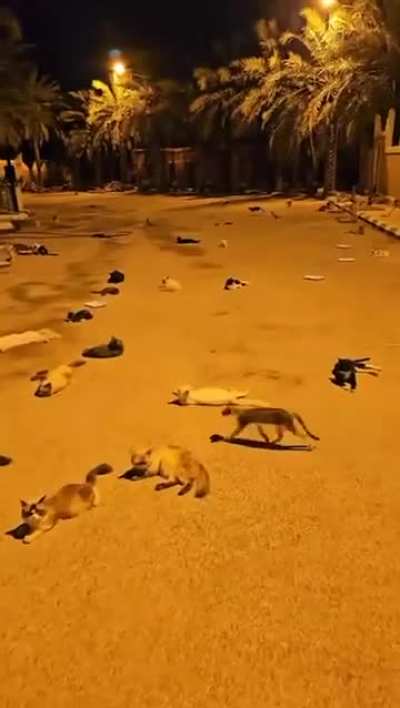 It must have been dropped by a truckload of cats