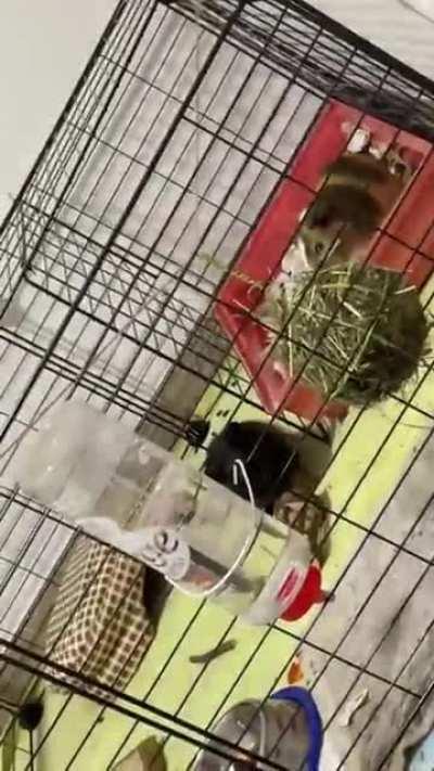 We just fed you guys!