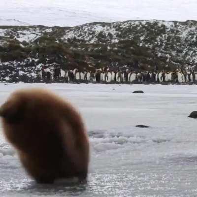 🔥 King penguin chick 🔥