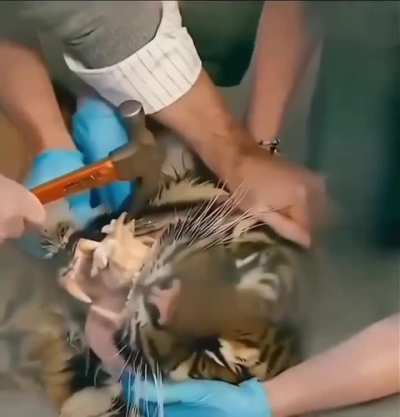 Tiger is patient as vet removes a bone stuck in it's tooth
