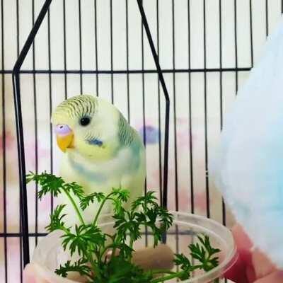 Coco devours carrot tops grown just for her