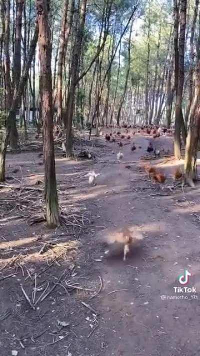 Apes 0.01 seconds after the market open ,buying every share out there , let’s gooooo 🚀🔥💎🙌🚀🚀🚀🚀