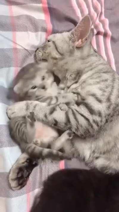 This cat appears to be happy