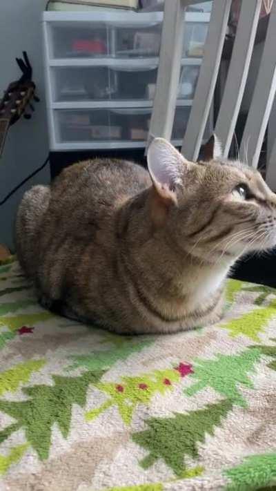 Fresh-baked loaf is grumbling at me, what did I do wrong?