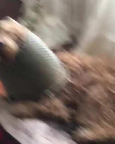 He has become a plant