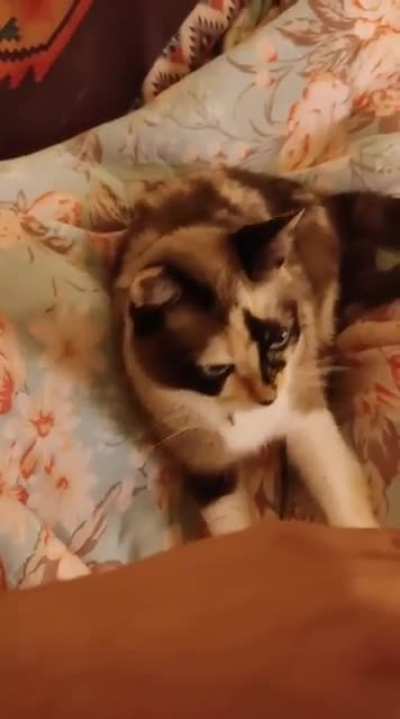 Mia is the most polite and precious cat I've ever met