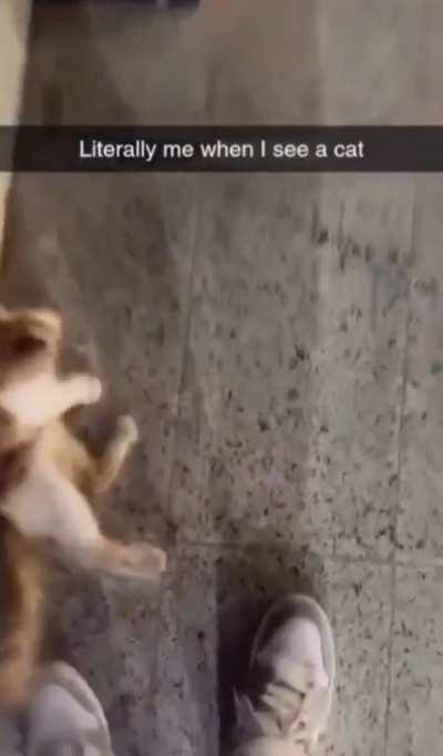 Cat Friend: +1 Inventory, A great cuddle companion for when things get tough, +10 Love, +5 Defense, +7 Protection