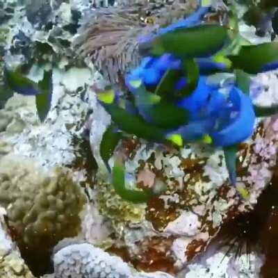 Clownfish try to protect their eggs, but a school of Blue Wrasses swoop in and devour them.