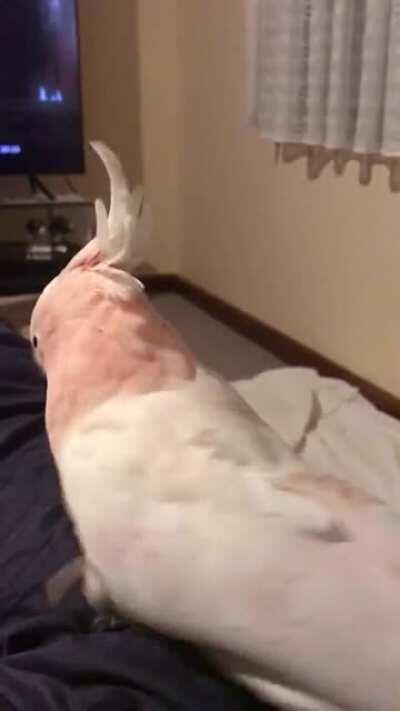 Here he is again! Captain doing his thang