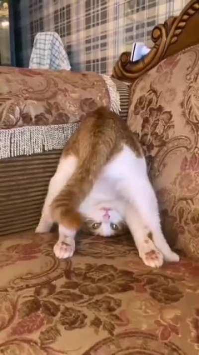 This cat attempting to hypnotize