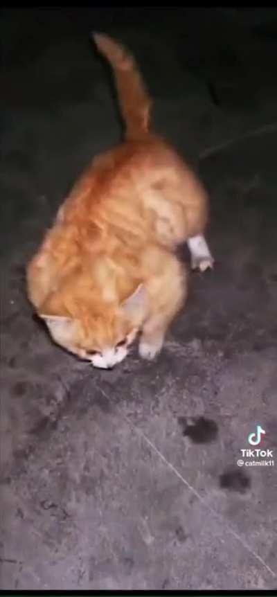 Gato gigachad... Gigacat!!! 😎🤌