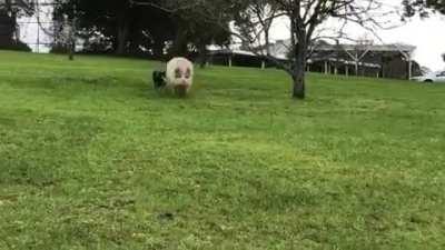 Bubbles and wingman Starsky at Where Pigs Fly Farm Sanctuary