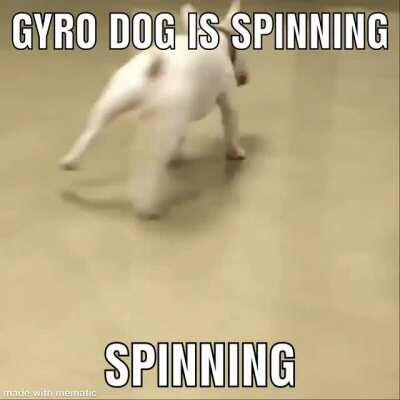 Funny dog spinning