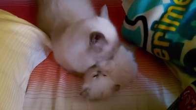 Mama cat giving capital punishment to the smol criminal charged of cuteness.