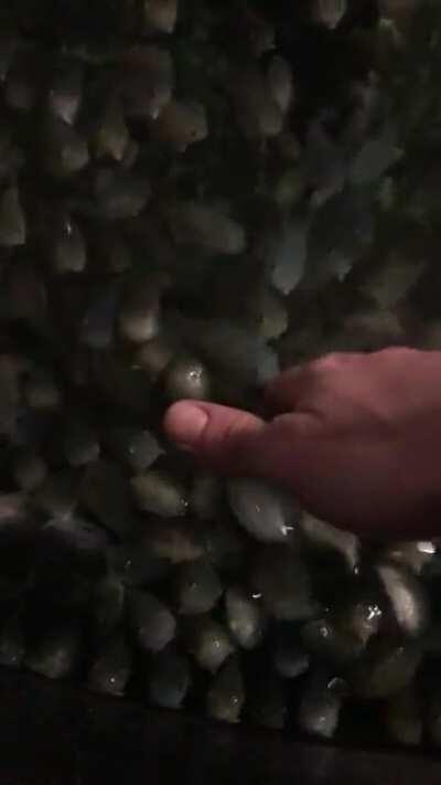 Ever see thousands of baby Lump Fish coming for supper?