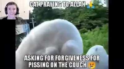 Gato halal