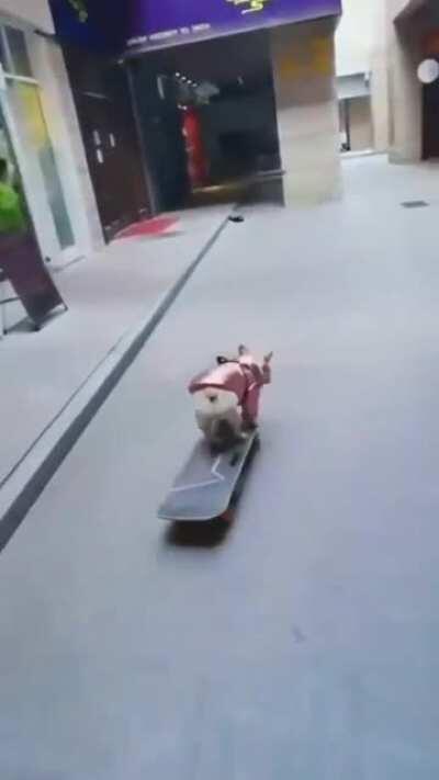 Skateboarding Dog