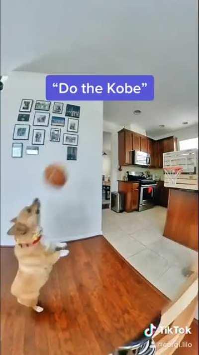 Taught my Corgi to do a turnaround Jumper every time I say Kobe
