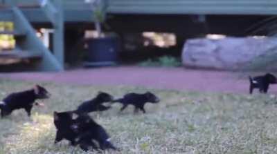 A facial cancer spreading through Tasmanian devil populations has killed up to 80% in Tasmania, their only home for millennia. Recently geneticists calculate that each infected devil now transmits tumor cells to just one—or fewer—other devils. That could 