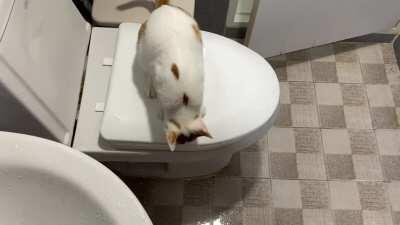 Dobby is outraged that I would take a shower