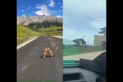 Der Vergleich zwischen Österreich und Australien