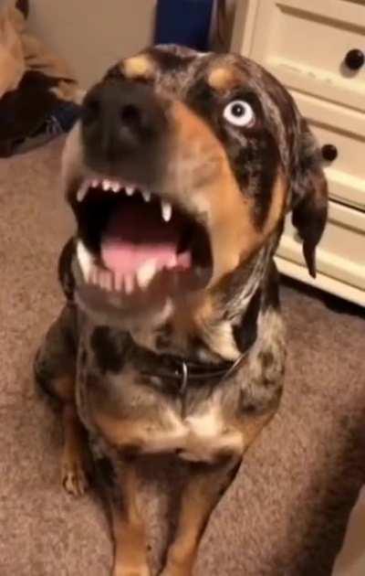 When you argue with your hooman