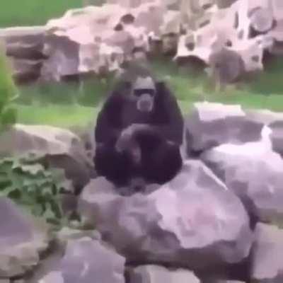 🦍🦍🦍🦍🦍🦍🦍🦍