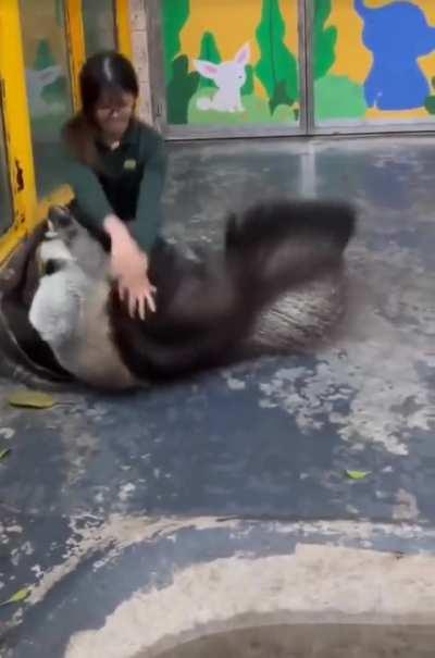🔥Anteaters' foreleg looks like the head of a separate animal