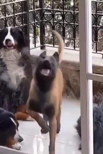 Finally, those dancing lessons are paying off !