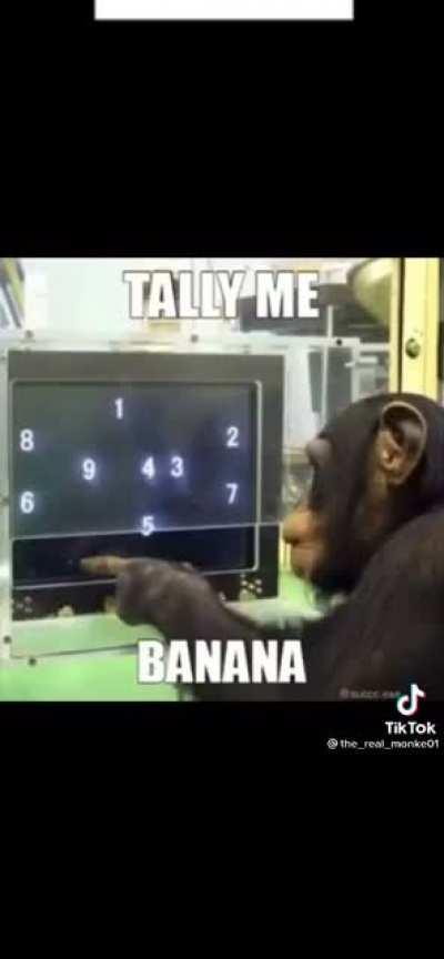 Monkey monkey monkey