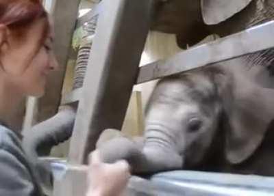 Happy little elephant