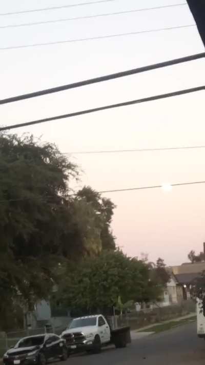 What are these birds doing?