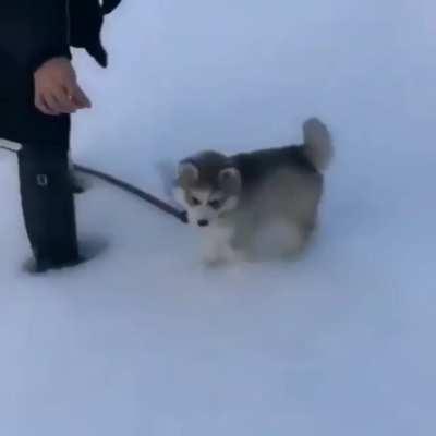 He’s too light to make snow prints