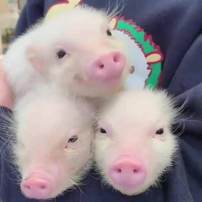 ntbdbiwdf these cutie patooties