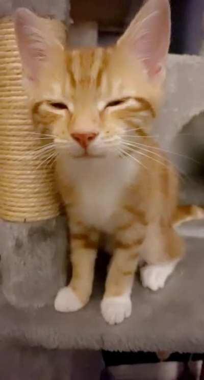 Tries to yell but needs new batteries