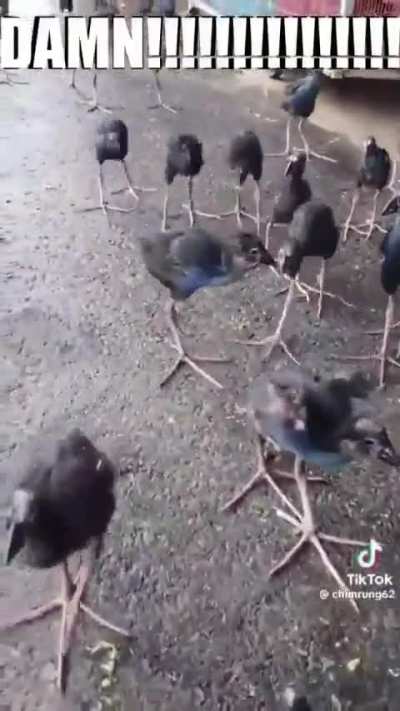 This fandom when they see Martlet or Ceroba 