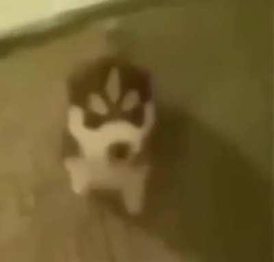 luba educando o bilbo: