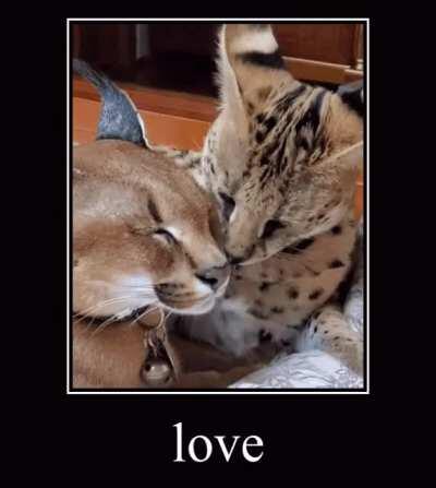 Floppa and Sogga brotherhood love